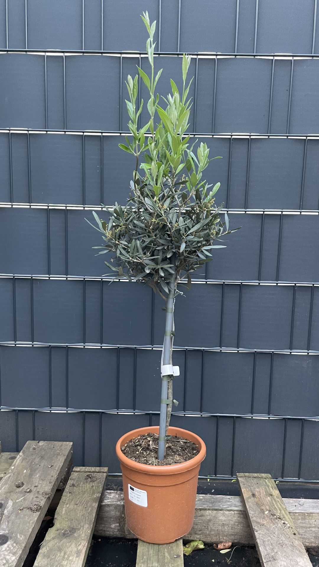 Olea europaea - Olivenbaum 80-90cm | OE-8090